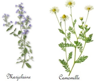 huiles essentielles marjolaine et lavande 
